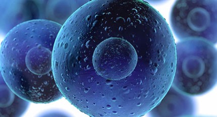 Stem Cell